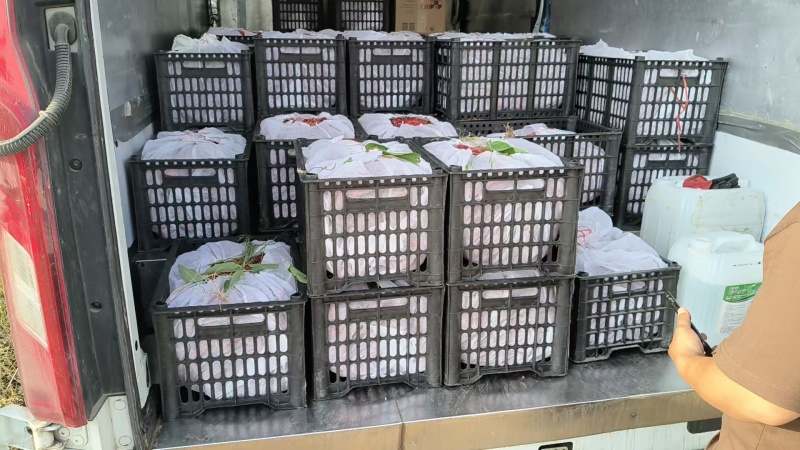 河南精品大樱桃2026年4月28号上市，有需要老板提前约