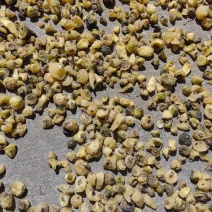 大量出售毛慈菇干货鲜货质量保证价格合理