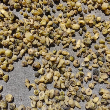 大量出售毛慈菇干货鲜货质量保证价格合理