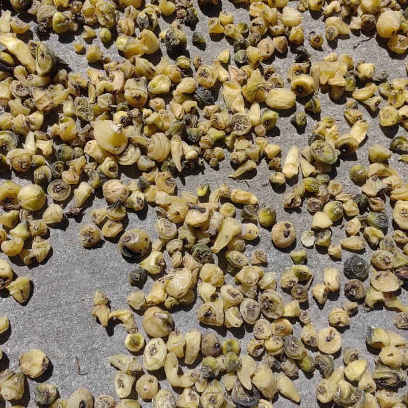 大量出售毛慈菇干货鲜货质量保证价格合理