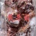 【牛肉】当地黄牛肉鲜冻！牛腿肉牛前牛后，屠宰场直销！