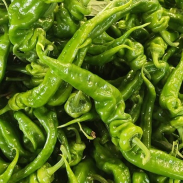 【精品】山东螺丝椒种植基地直发对接商超档口现货供应