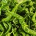 【精品】山东螺丝椒种植基地直发对接商超档口现货供应