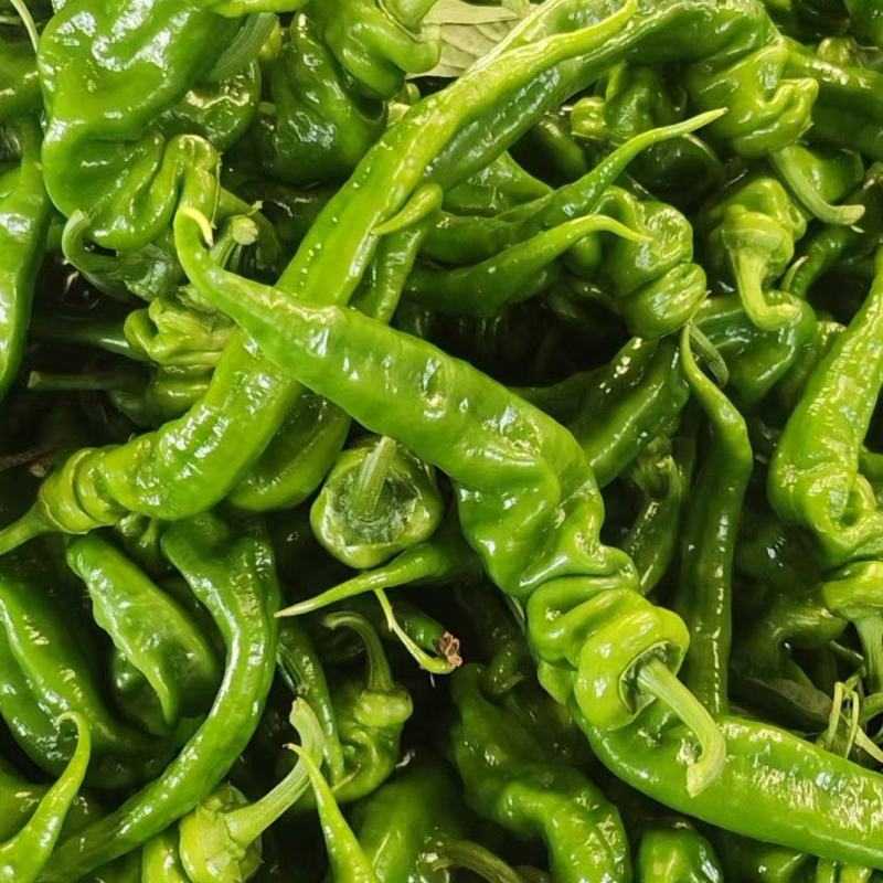 【精品】山东螺丝椒种植基地直发对接商超档口现货供应
