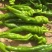 【精品】山东螺丝椒种植基地直发对接商超档口现货供应