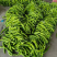 【精品】山东螺丝椒种植基地直发对接商超档口现货供应