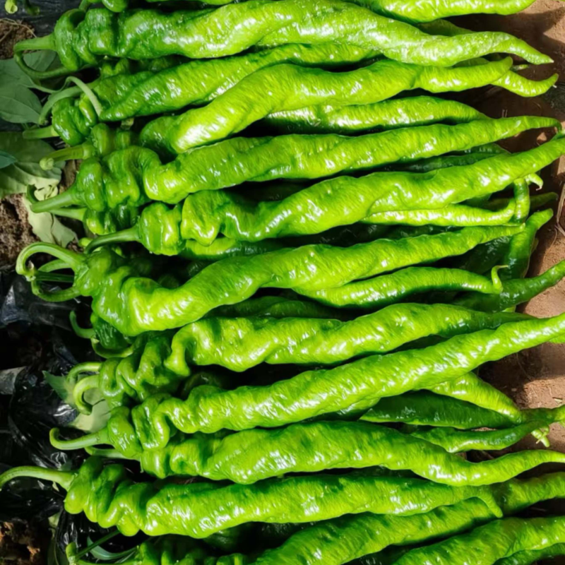 【精品】山东螺丝椒种植基地直发对接商超档口现货供应