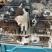 田园犬狗崽基地直发品质保证量大从优欢迎来电