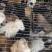 田园犬狗崽基地直发品质保证量大从优欢迎来电