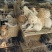 田园犬狗崽基地直发品质保证量大从优欢迎来电