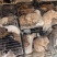 田园犬狗崽基地直发品质保证量大从优欢迎来电