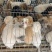 田园犬狗崽基地直发品质保证量大从优欢迎来电