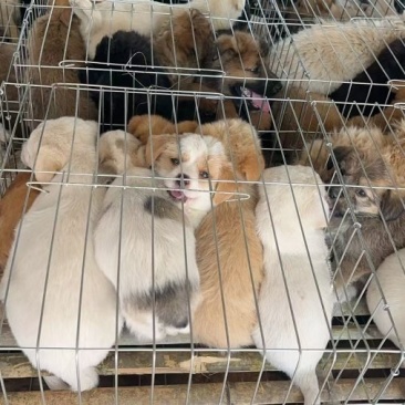 田园犬狗崽基地直发品质保证量大从优欢迎来电