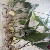 多花高杆不倒黄精苗。品质好，块茎1-5公分不等！价格不一