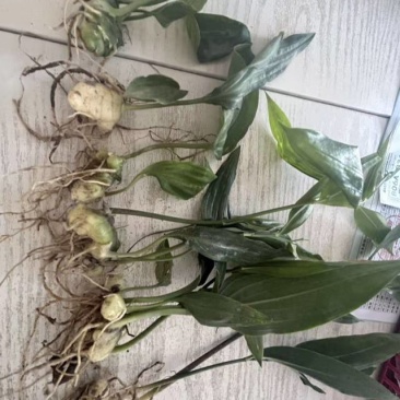 多花高杆不倒黄精苗。品质好，块茎1-5公分不等！价格不一