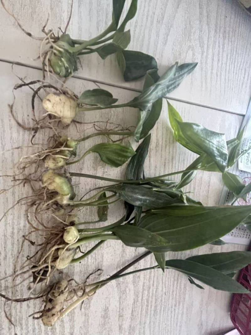 多花高杆不倒黄精苗。品质好，块茎1-5公分不等！价格不一