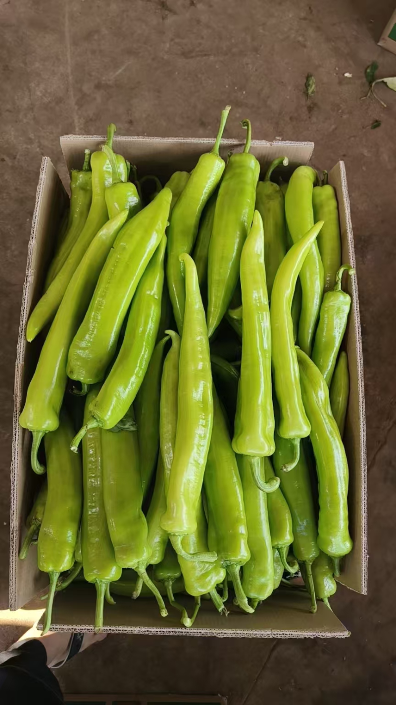 【热卖】特级黄皮尖椒大量上货现摘现发品质高价格低