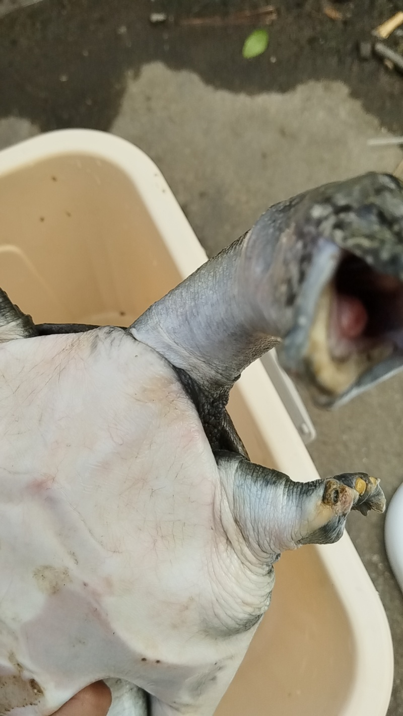 甲鱼