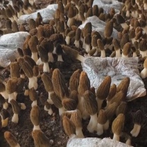 特级有机羊肚菌头茬6妹肉厚有营养一万多斤量大
