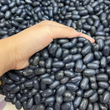 双肾子苦石莲中药材阴阳果货源基地可代打粉大量现货大颗粒