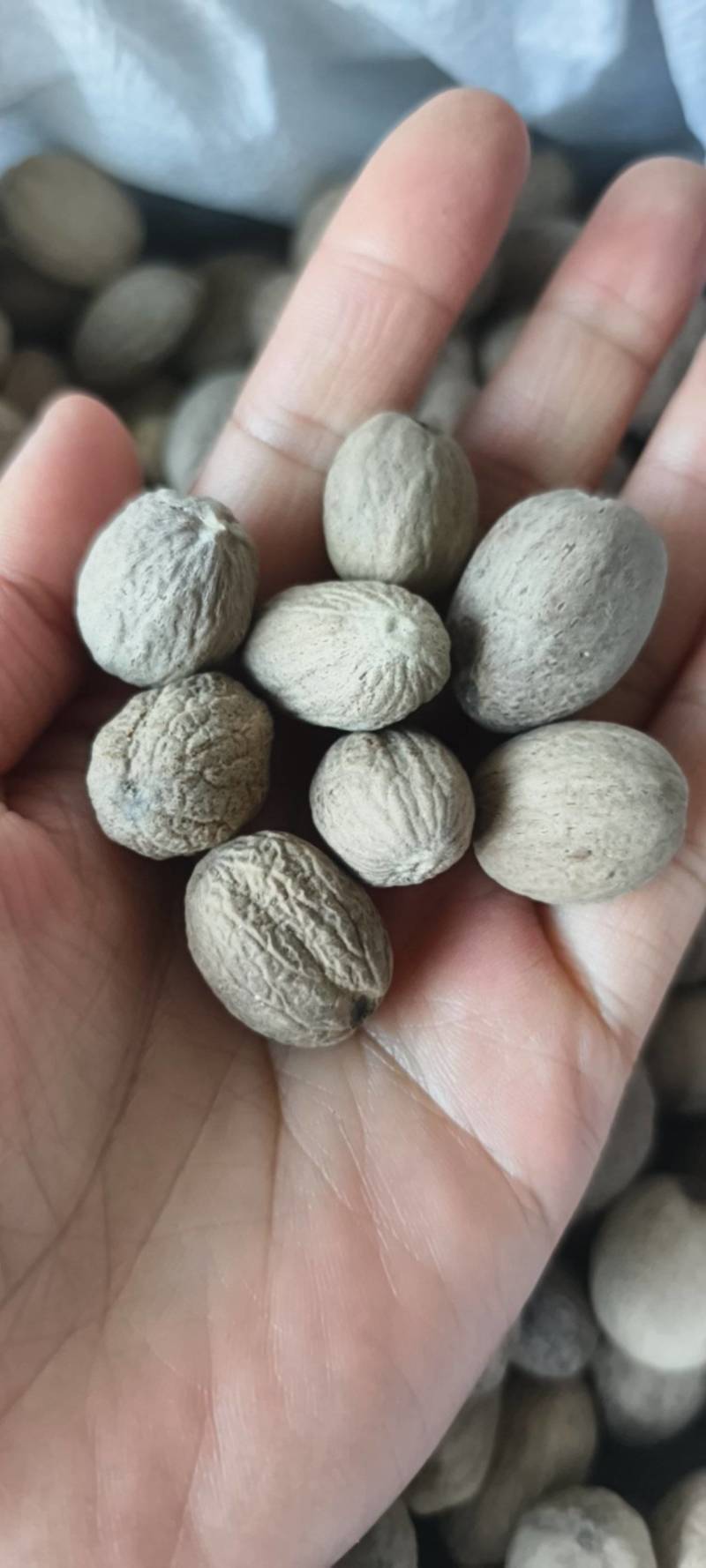 肉豆蔻豆蔻产地广西地道药材紫轩堂药业