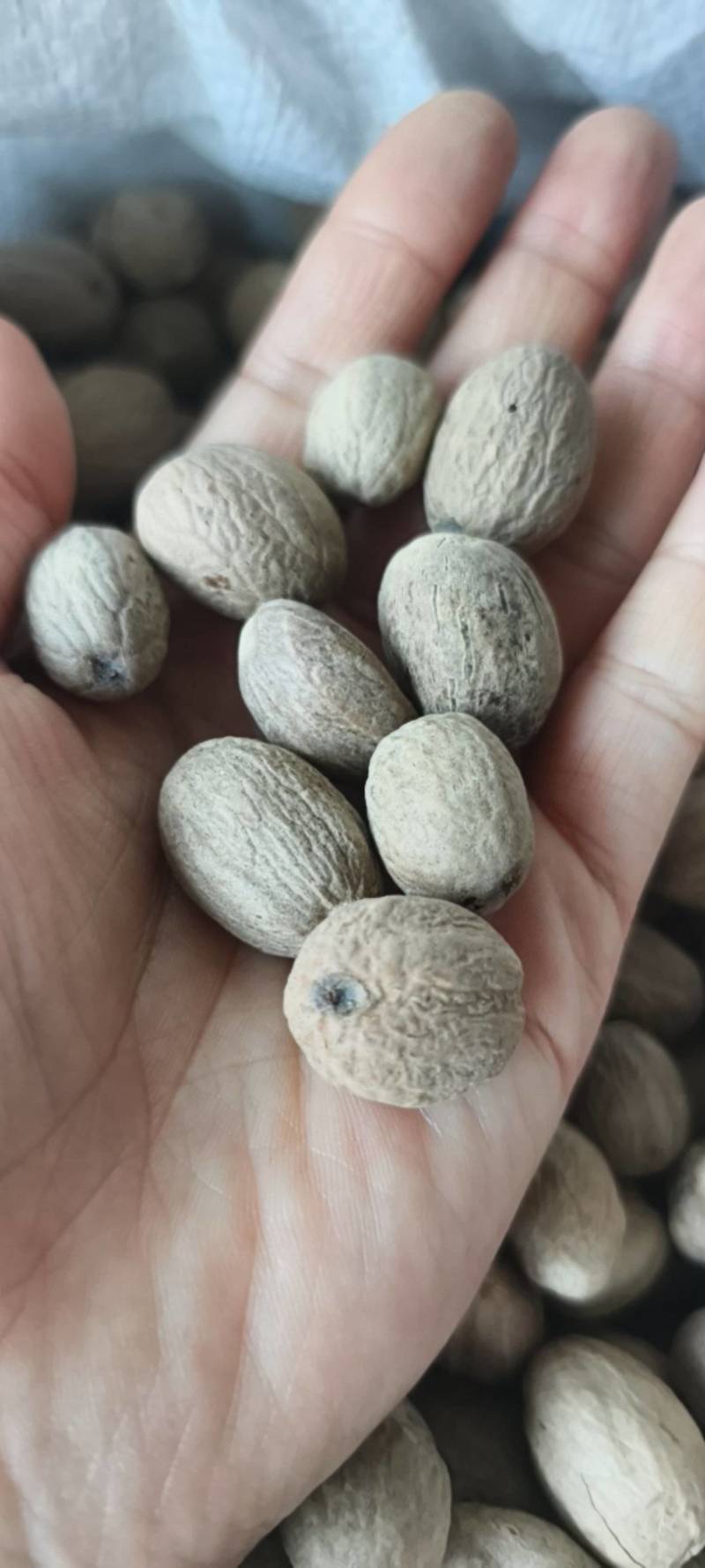 肉豆蔻豆蔻产地广西地道药材紫轩堂药业