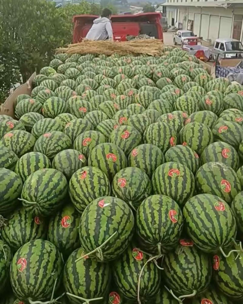 西瓜