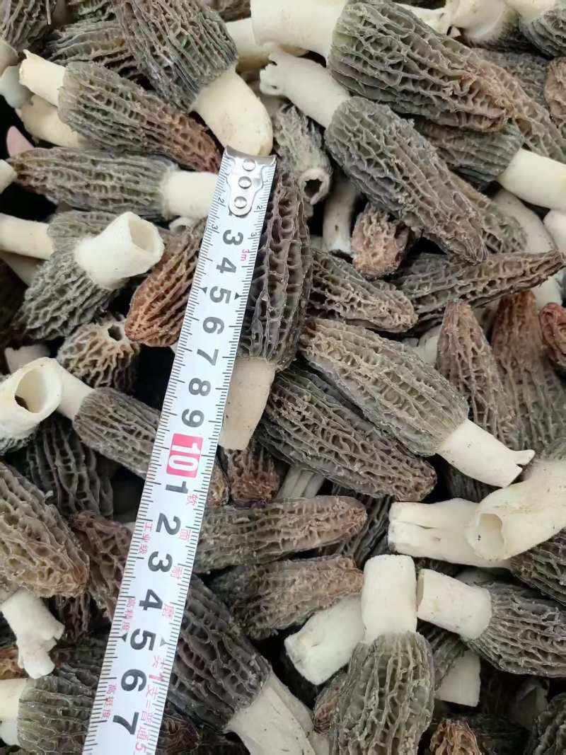羊肚菇菌