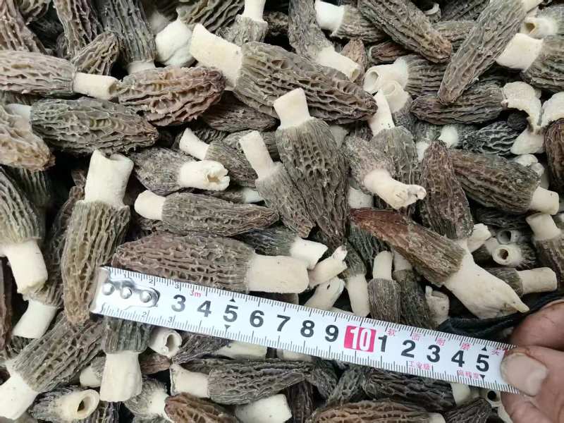羊肚菇菌