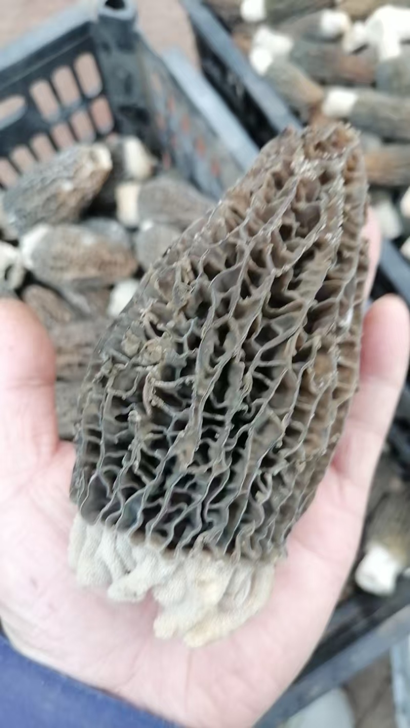 羊肚菇菌