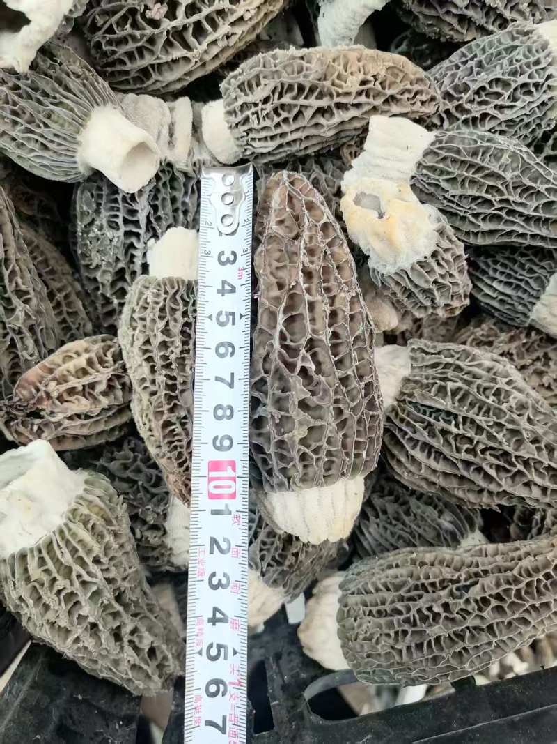羊肚菇菌