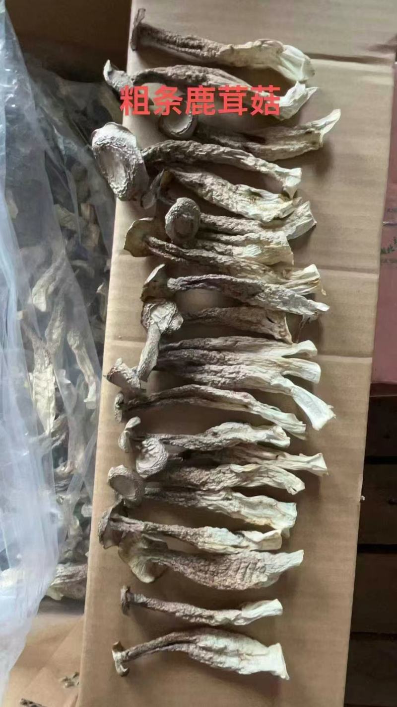 鹿茸菇干鹿茸菇干货菌菇a级鹿茸菇c级鹿茸菇无碎渣不发黄