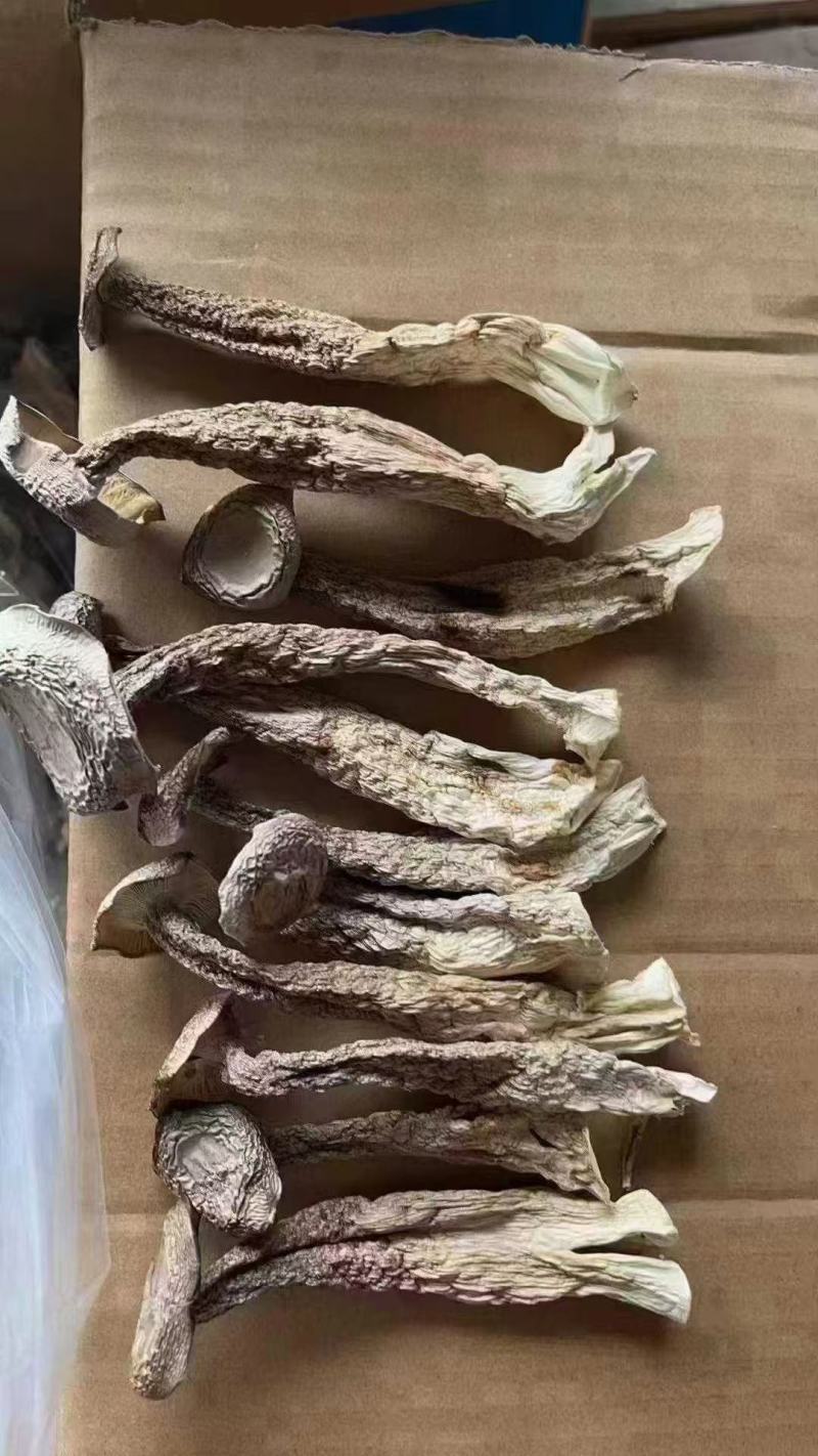 鹿茸菇干鹿茸菇干货菌菇a级鹿茸菇c级鹿茸菇无碎渣不发黄