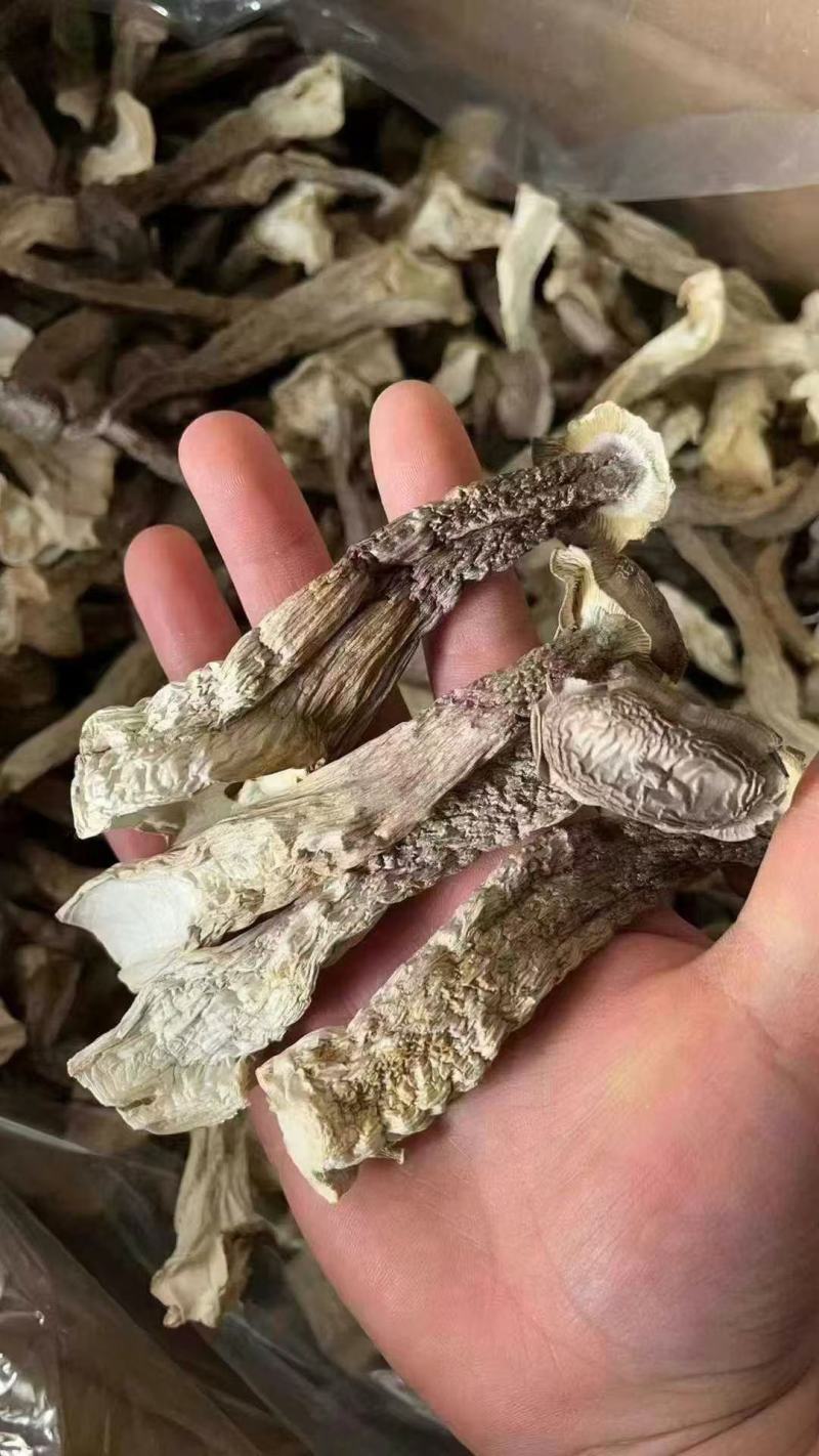 鹿茸菇干鹿茸菇干货菌菇a级鹿茸菇c级鹿茸菇无碎渣不发黄