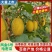 【推荐】精品凤金哈密瓜货源充足量大从优质量保证欢迎咨询