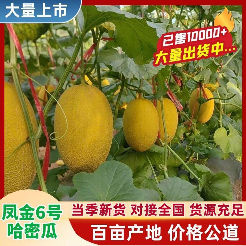 【推荐】精品凤金哈密瓜货源充足量大从优质量保证欢迎咨询