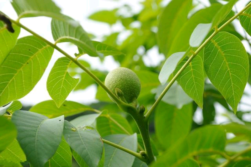 17年核桃树