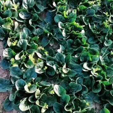 大家好兴平新鲜菠菜大量出售6毛一斤包上车，无虫眼，无黄叶