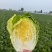 河南产地精品黄心大白菜量大