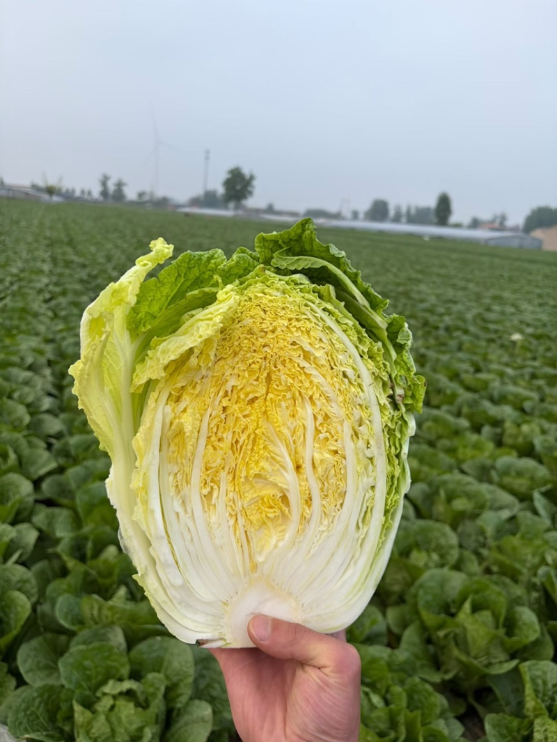 河南产地精品黄心大白菜量大