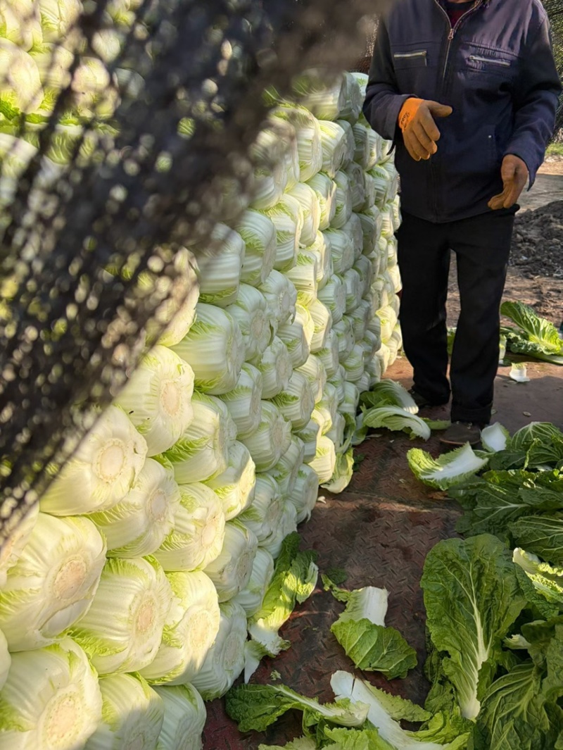 河南产地精品黄心大白菜量大