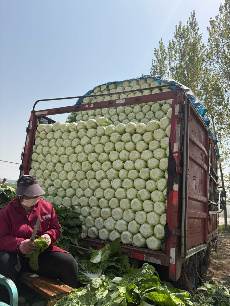 河南产地精品黄心大白菜量大