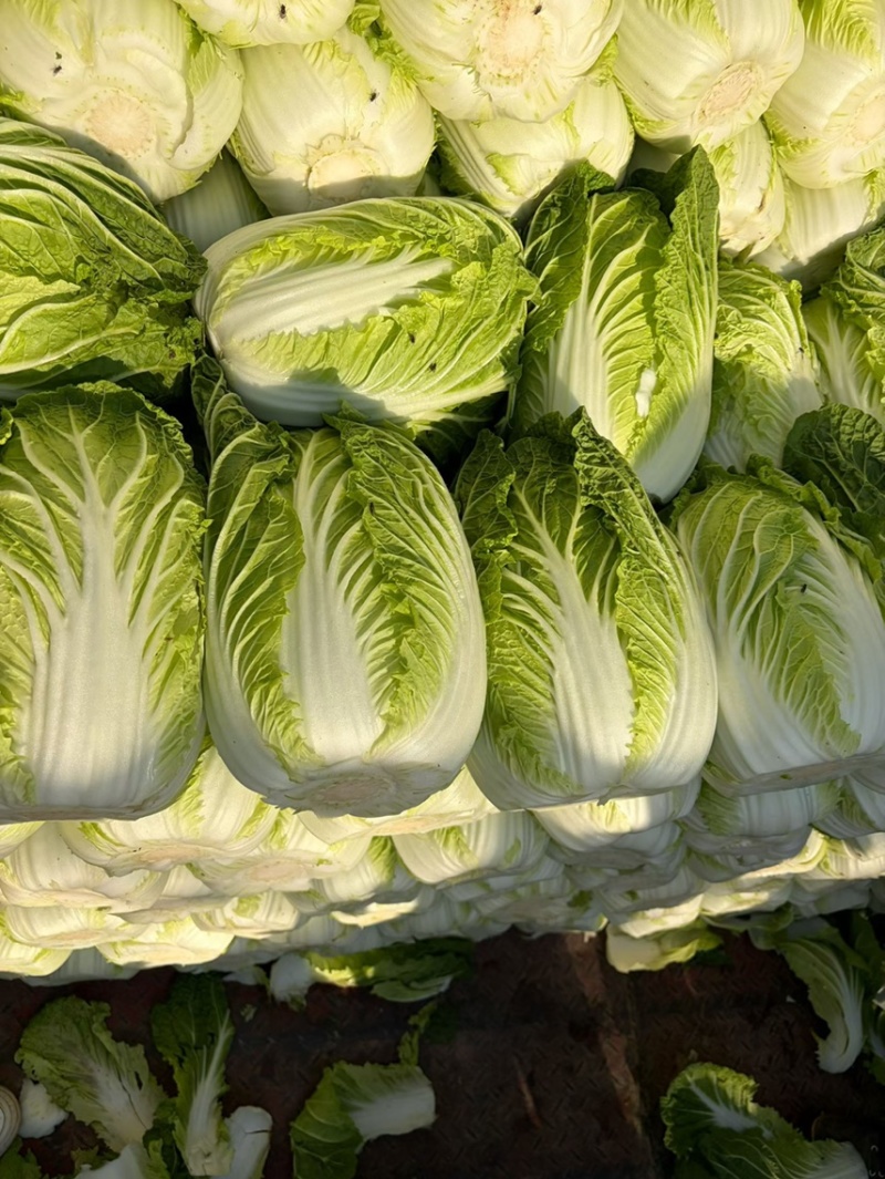 河南产地精品黄心大白菜量大