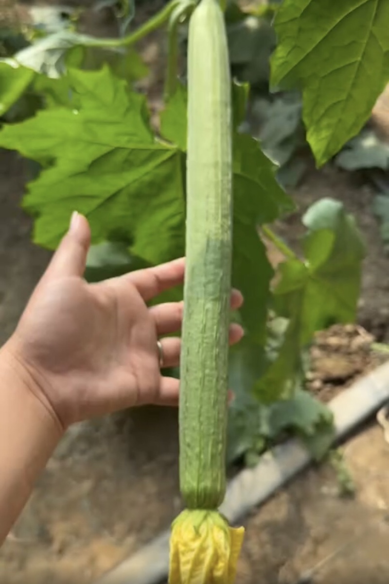 鲜花丝瓜，产地直发，大量有货，欢迎各位老板咨询采购