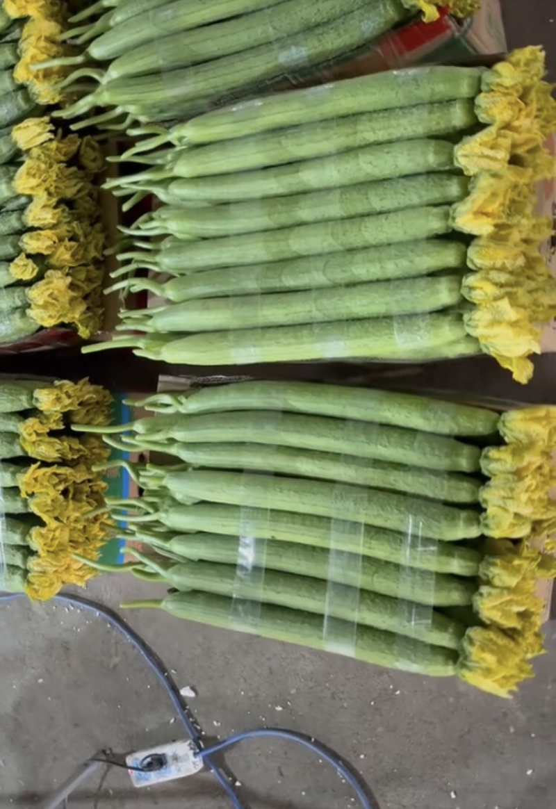 鲜花丝瓜，产地直发，大量有货，欢迎各位老板咨询采购