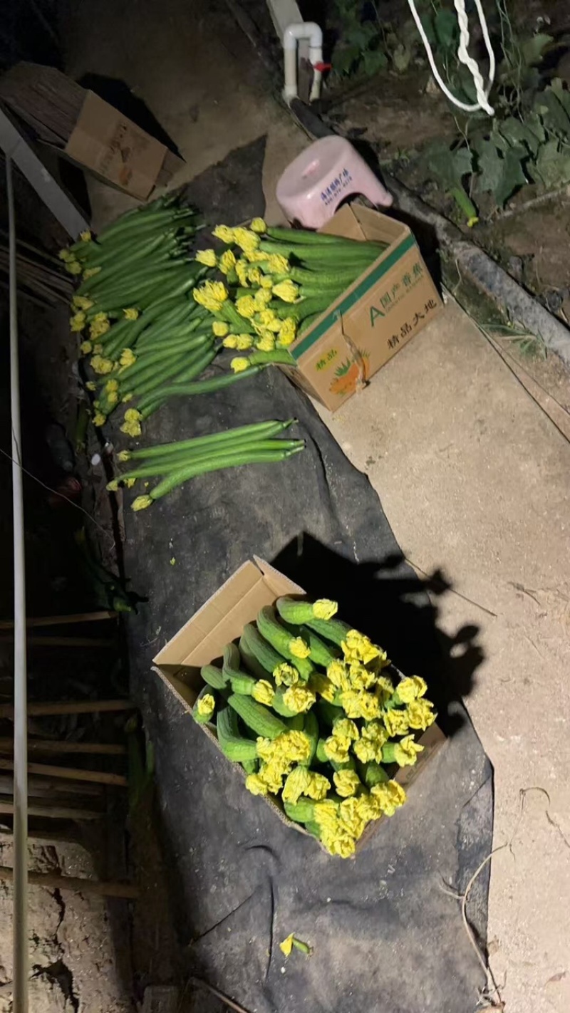鲜花丝瓜，产地直发，大量有货，欢迎各位老板咨询采购