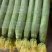 鲜花丝瓜，产地直发，大量有货，欢迎各位老板咨询采购