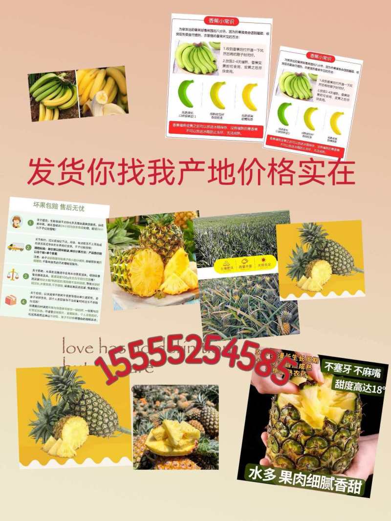 西双版纳金钻凤梨脆甜