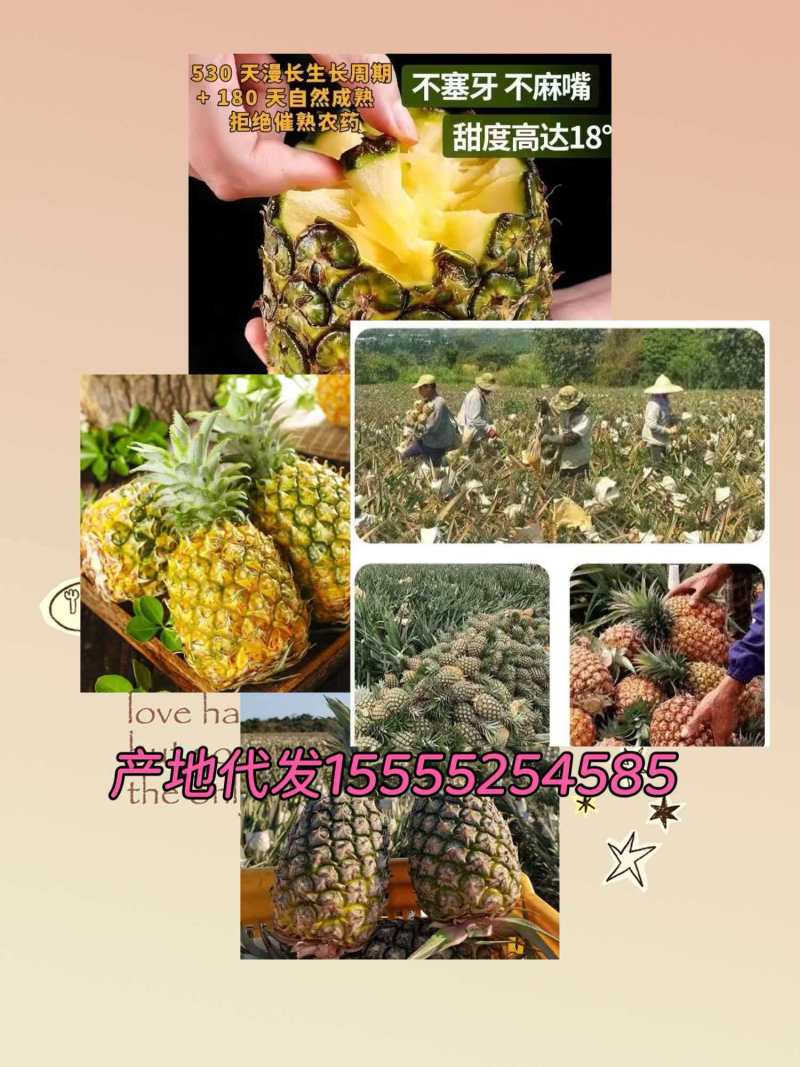 西双版纳金钻凤梨脆甜