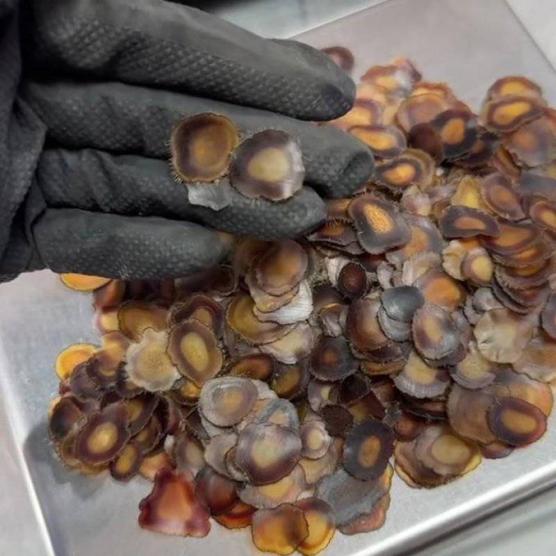 鹿茸足干含血全腊片